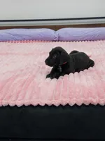 Black male, a male Great Dane for sale in Plainfield, IL – 6 of 9