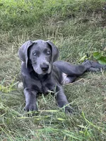 Blue female (Pink collar), a female Great Dane for sale in Plainfield, IL – 4 of 8