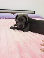 Blue female (Silver collar), a female Great Dane for sale in Plainfield, IL – 3 of 10