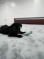 Green Collar, a male Great Dane for sale in Plainfield, IL – Photo 3 of 8