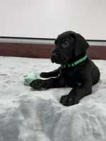 Green Collar, a male Great Dane for sale in Plainfield, IL – Photo 2 of 8