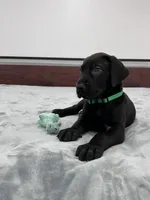 Green Collar, a male Great Dane for sale in Plainfield, IL – Photo 8 of 8