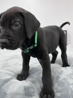 Green Collar, a male Great Dane for sale in Plainfield, IL – Photo 5 of 8