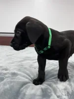 Green Collar, a male Great Dane for sale in Plainfield, IL – Photo 7 of 8