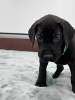 Green Collar, a male Great Dane for sale in Plainfield, IL – Photo 6 of 8