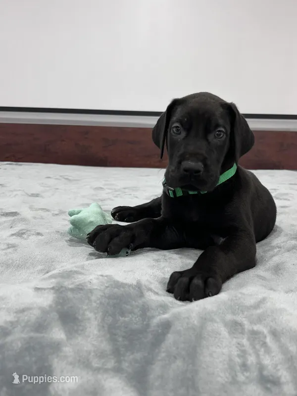 Green Collar, a male Great Dane for sale in Plainfield, IL – Photo 1 of 8