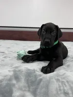 Green Collar, a male Great Dane for sale in Plainfield, IL – Photo 1 of 8