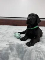 Green Collar, a male Great Dane for sale in Plainfield, IL – Photo 4 of 8