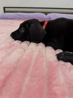 Black male, a male Great Dane for sale in Plainfield, IL – 7 of 9