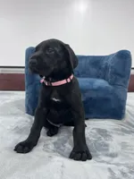 Pink collar, a female Great Dane for sale in Plainfield, IL – Photo 5 of 8