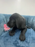 Pink collar, a female Great Dane for sale in Plainfield, IL – Photo 7 of 8