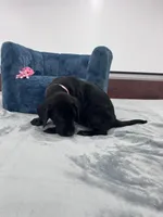 Pink collar, a female Great Dane for sale in Plainfield, IL – Photo 4 of 8