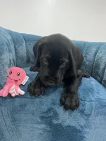 Pink collar, a female Great Dane for sale in Plainfield, IL – Photo 8 of 8