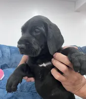 Pink collar, a female Great Dane for sale in Plainfield, IL – Photo 6 of 8