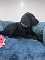 Pink collar, a female Great Dane for sale in Plainfield, IL – Photo 2 of 8