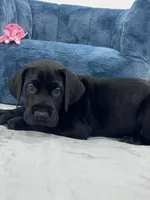 Pink collar, a female Great Dane for sale in Plainfield, IL – Photo 3 of 8