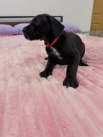 Black male, a male Great Dane for sale in Plainfield, IL – 2 of 9
