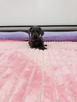 Blue female (Pink collar), a female Great Dane for sale in Plainfield, IL – 4 of 9