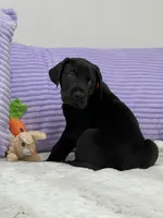 Male AKC Red collar, a male Great Dane for sale in Plainfield, IL – Photo 9 of 9