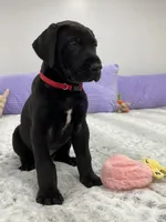 Male AKC Red collar, a male Great Dane for sale in Plainfield, IL – Photo 5 of 9