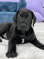 Male AKC Red collar, a male Great Dane for sale in Plainfield, IL – Photo 2 of 9