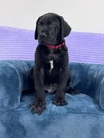 Male AKC Red collar, a male Great Dane for sale in Plainfield, IL – Photo 1 of 9