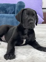 Male AKC Red collar, a male Great Dane for sale in Plainfield, IL – Photo 3 of 9