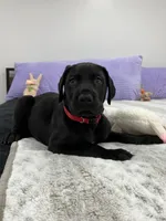 Male AKC Red collar, a male Great Dane for sale in Plainfield, IL – Photo 7 of 9