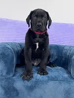 Male AKC Red collar, a male Great Dane for sale in Plainfield, IL – Photo 4 of 9