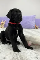 Male AKC Red collar, a male Great Dane for sale in Plainfield, IL – Photo 8 of 9