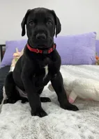 Male AKC Red collar, a male Great Dane for sale in Plainfield, IL – Photo 6 of 9