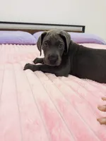 Blue female (Silver collar), a female Great Dane for sale in Plainfield, IL – 4 of 10