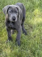 Blue female (Silver collar), a female Great Dane for sale in Plainfield, IL – 4 of 10