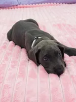 Blue female (Silver collar), a female Great Dane for sale in Plainfield, IL – 9 of 10