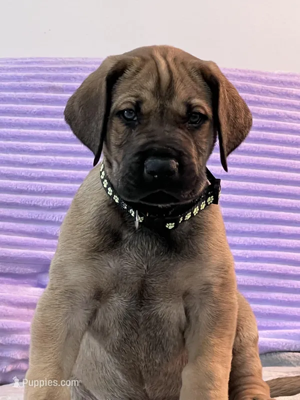 Fawn male (AKC)