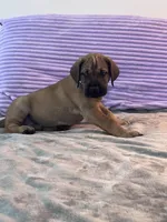 Fawn male (AKC), a male Great Dane for sale in Plainfield, IL – Photo 8 of 8