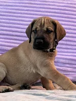 Fawn male (AKC), a male Great Dane for sale in Plainfield, IL – Photo 7 of 8