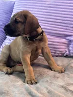 Fawn male (AKC), a male Great Dane for sale in Plainfield, IL – Photo 5 of 8