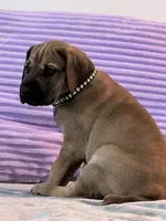 Fawn male (AKC), a male Great Dane for sale in Plainfield, IL – Photo 6 of 8