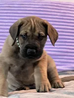 Fawn male (AKC), a male Great Dane for sale in Plainfield, IL – Photo 2 of 8