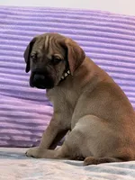 Fawn male (AKC), a male Great Dane for sale in Plainfield, IL – Photo 3 of 8