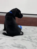 Blue Collar, a male Great Dane for sale in Plainfield, IL – Photo 2 of 10