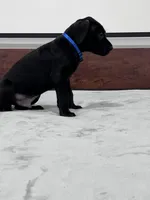 Blue Collar, a male Great Dane for sale in Plainfield, IL – Photo 4 of 10