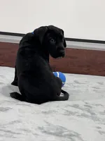 Blue Collar, a male Great Dane for sale in Plainfield, IL – Photo 8 of 10