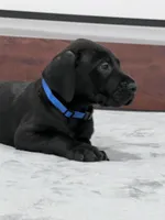 Blue Collar, a male Great Dane for sale in Plainfield, IL – Photo 9 of 10