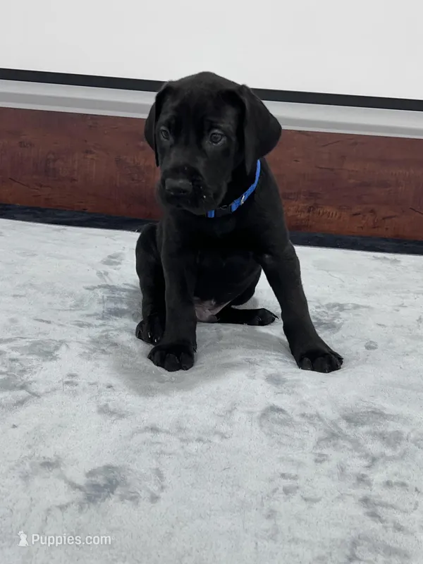 Blue Collar, a male Great Dane for sale in Plainfield, IL – Photo 1 of 10