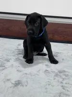 Blue Collar, a male Great Dane for sale in Plainfield, IL – Photo 1 of 10