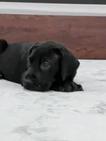 Blue Collar, a male Great Dane for sale in Plainfield, IL – Photo 6 of 10