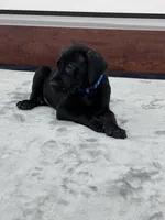 Blue Collar, a male Great Dane for sale in Plainfield, IL – Photo 3 of 10