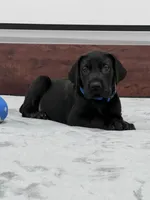 Blue Collar, a male Great Dane for sale in Plainfield, IL – Photo 7 of 10